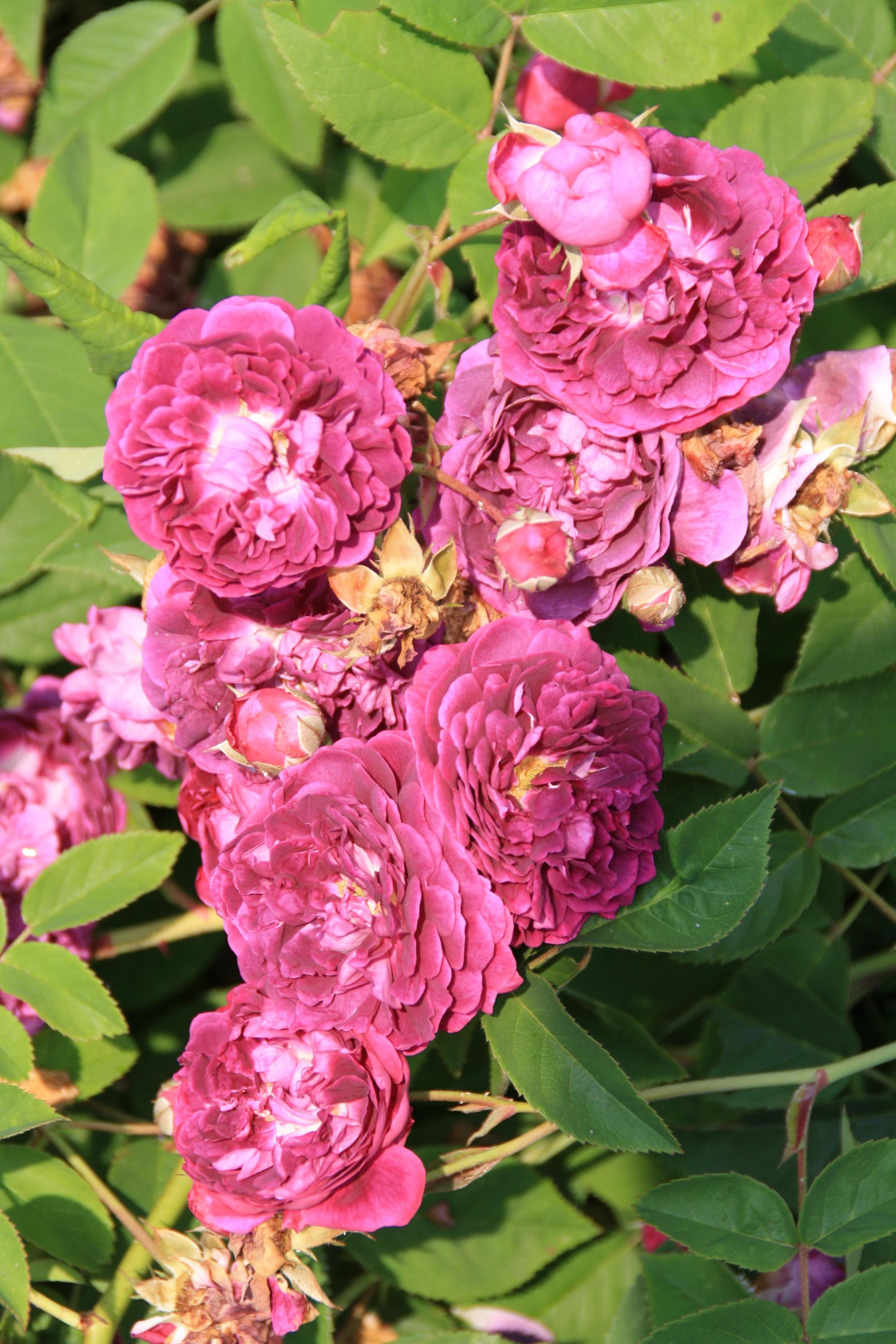 provence rose